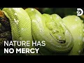 Survival of The Toughest Naked and Afraid Aadimanav Trailer Discovery Channel India