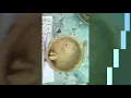Watch the Amaryllis Lily growing which I ordered from amazon