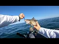 Southern California kayak fishing - how to fish Redondo Beach for variety of different fish