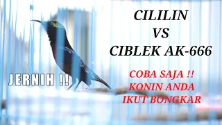 konin gacor full isian cililin versus ciblek bren ak47 jernih cocok buat masteran kolibri ninja