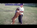 BOXER STUD SERVICE AVAILABLE AT AMBALA CANTT HARYANA 9416460444