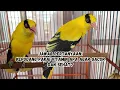 Download Lagu RAHASIA BURUNG KEPODANG SAYA TETAP SEHAT DAN GACOR, PAKAI VITAMIN KHUSUS? 