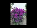 Darn That Dream (Cover) Kurt Rosenwinkel (Intuit)