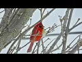 Rare half male half female cardinal spotted in Pennsylvania
