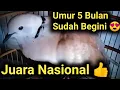 Download Lagu Puter Pelung Cengkoknya Aduhai Gacor Suara Panjang Menangis Kuntilanak, Calon Juara Nasional