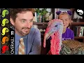 Turkey The Best Pet Dinosaur