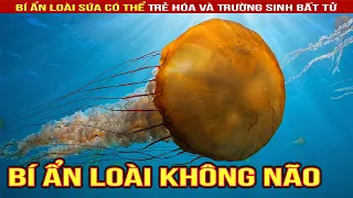 Sứa Biển Bất Tử: Loài Sinh Vật Không Não Kỳ Diệu Nhất Đại Dương #shorts