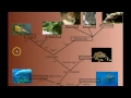 Vertebrate Diversity An Introduction