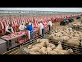 Unbelievable Scale 527 000 Sheep Farmed and Processed in Australia Each Week