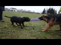 Staffordshire bull terrier vs German shepherd