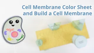 Cell Membrane Color Sheet and Build a Cell Membrane