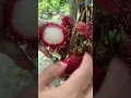 Download Lagu Belah Rambutan Binjai #rambutanfruit