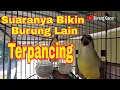 Suara Burung Opior Jambul Gacor Ngerol Cocok Untuk Masteran Murai Batu - Burung Gacor