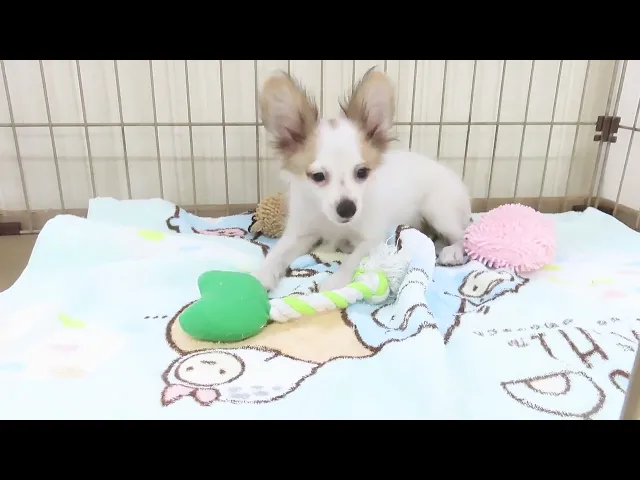 動画
