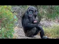 Download Lagu Hannah and Hope: A Chimpanzee Mother's Love