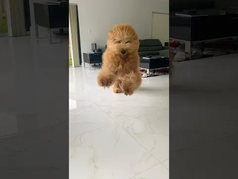 How my pet bear greets me everyday! #goldendoodle #doglove #slowmotion