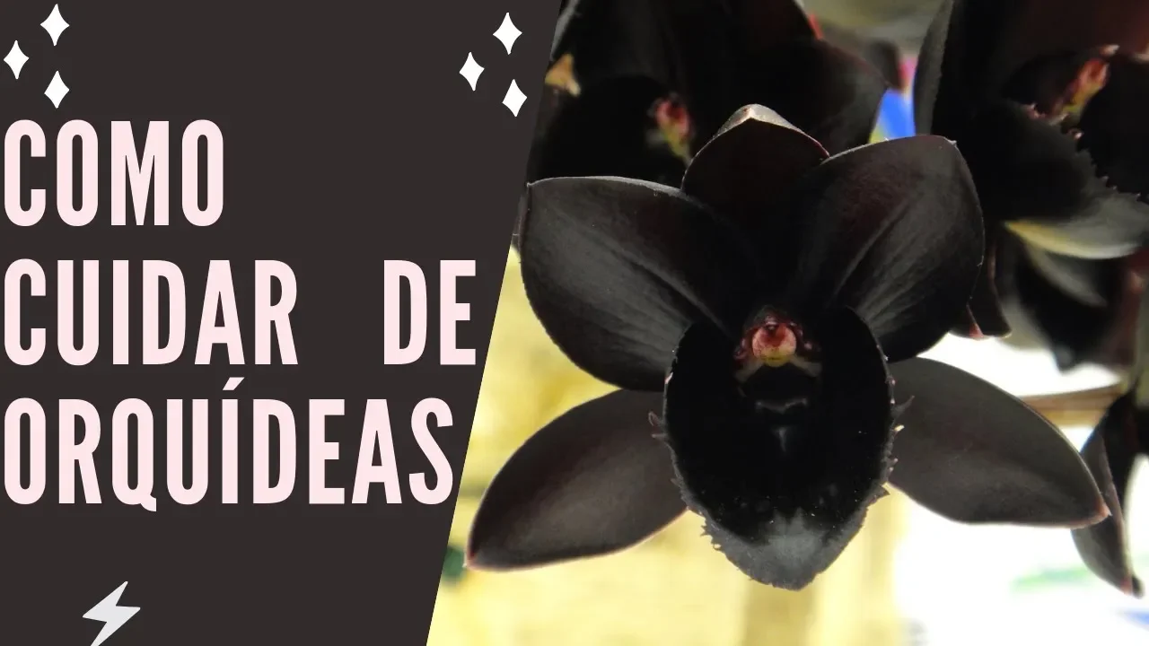 COMO CUIDAR DE ORQUÍDEAS