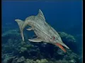 PaleoWorld S1E06 Sea Monsters