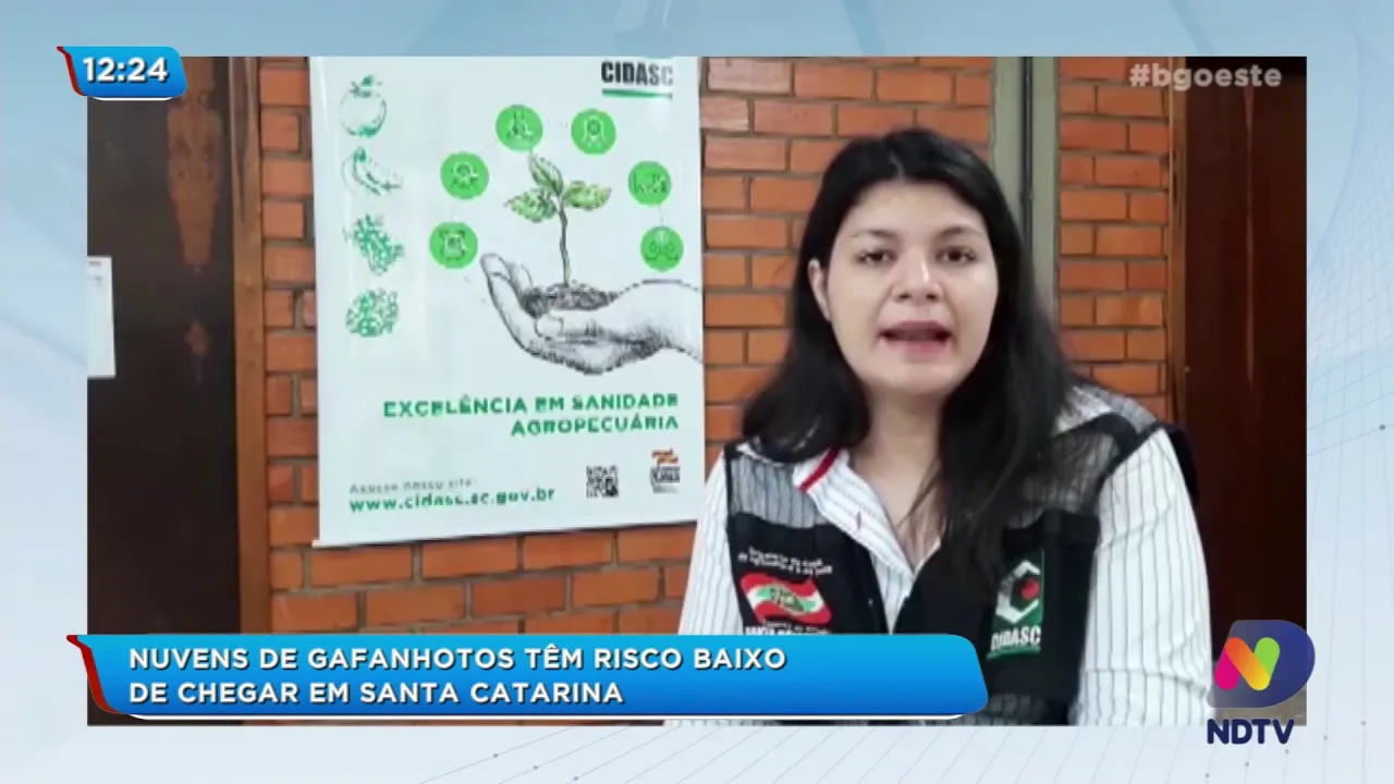 Nuvens de gafanhotos tem risco baixo de chegar em Santa Catarina