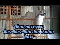 Download Lagu kicauan burung kaso kaso gacor memacing yg lain akan ikut bunyi