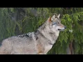 Idaho Nonresident Hunting Draws for 2026 Get Ready Early