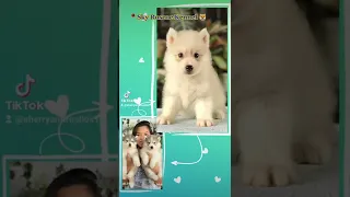 Siberian Husky Puppies Https Vt Tiktok Com ZSdc7KwVr Https Vt Tiktok Com ZSR8FMsU6 K 1 