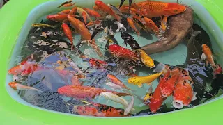 tìm cá dễ thương, cá trê, cá chép và cá rô phi, cá koi