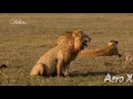Lion Laughing Funny GIF Clip Dark Devil