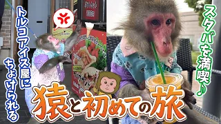 【お猿の終活】念願の初旅！美味しいものをたくさん食べるサービスエリア巡りが最高に楽しかった！