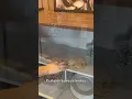 Vídeo do produto