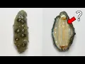 Strange Stripes Inside the Sea Cucumber - Sea Cucumber Dissection