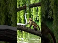 Lagu Kings of the jungle #viral #wildlifeentertainment #shortvideos #viralvideos