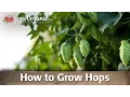 Download Lagu How To Grow Hops