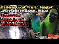 Download Lagu MASTERAN CUCAK IJO ISIAN TEMBAKAN TENGKEK