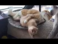Download Lagu Daddy cat beats up kitten while mom cat gives them both a bath “Part 2”.