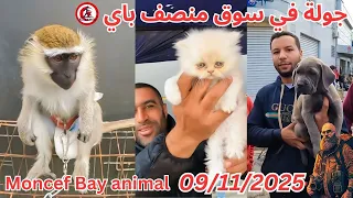 سوق منصف باي للحيوانات تونس جولة مثيرة أسعار وأنواع لا ت صدق 09 11 2025 Moncef Bay Animal 