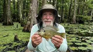Sparkleberry Swamp Shellcrackers!