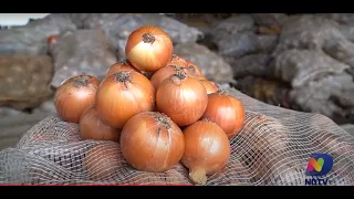 Agro Sa&uacute;de e Coopera&ccedil;&atilde;o fala da produ&ccedil;&atilde;o de cebola em SC