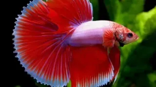 يا الحوتة شوقتيني في اللقاء أغنية جزائرية بإيقاع ليبي 