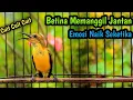 Download Lagu SUARA SOGON BETINA GACOR!! BIKIN SOGON JANTAN TROTOL GACOR DOR NEMBAK PANJANG!!