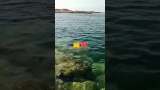 سأصبر يارب حتى يعجز الصبر عن صبري دندنها