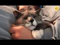 Download Lagu The Lonely Stray Cat for Years, Until He Let Her Touch Him