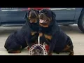 It s the power of the FEMALES Butler Kennels explains why