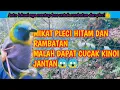 Download Lagu MIKAT PLECI PAPUA DAN RAMBATAN MALAH DAPAT CUCAK KINOI JANTAN 😱😱