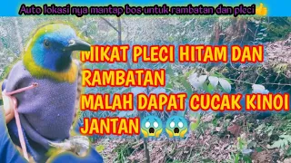 mikat pleci papua dan rambatan malah dapat cucak kinoi jantan 