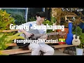 Download Lagu Gravity - (Sungha Jung) Cover by Pyae Phyo San 🇲🇲 #SunghaJung7MContest #sunghajung