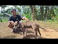 Download Lagu ANJING KOLEKSI YOUTUBER ANYING KOLONG SQUAD ASAL TASIKMALAYA ‼️