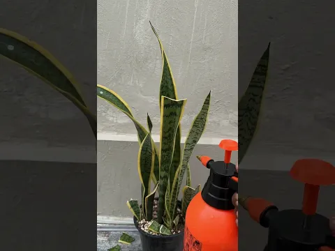 El truco definitivo para salvar tus plantas de las plagas #plantas #tips #hogar