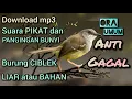 Download Lagu download suara pikat ciblek liar dan pancingan bunyi ciblek bahan ora umum anti gagal