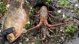 Catching stranded seafood #48 - catching fish, sea ​​snails, squid, lobster, eel, octopus, seafood